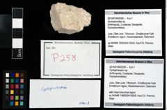 Foto (Objekt + Etikett) von Cycloprosopon sp.  (NHMW-GEO-2014-0194-0258)